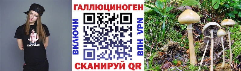 мега зеркало  Первоуральск  Псилоцибиновые грибы Psilocybine cubensis 